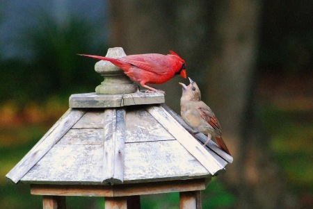 Bird Feeder